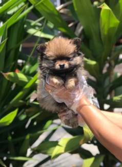 Spitz Alemo : Companheiros Fieis E Cheios De Carinho Esperam Por Voc !!