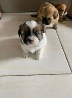 Filhote De Shih Tzu Dispon�vel