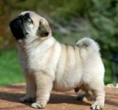 Pug Com Pedigree Descend�ncia Importada J� Vacinados E Verm�fugados