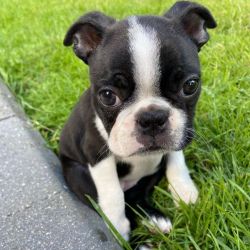 Boston Terrier