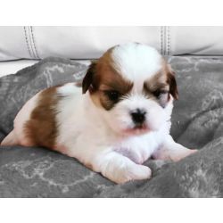 Lhasa apso Filhotes legtimos mini lhasa apso machos e femeas