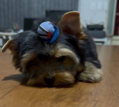 Lindo Filhote De York Macho Dispon�vel Entrega!