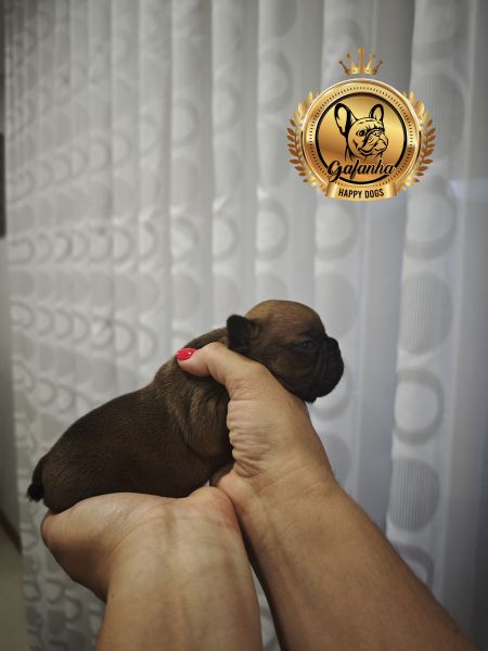 Bulldog Francês com LOP e Afixo