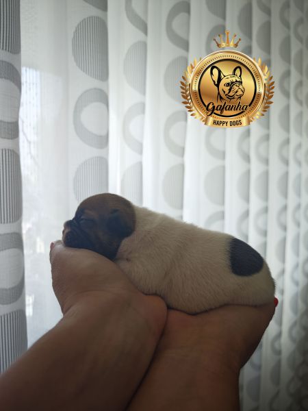 Bulldog Francês com LOP e Afixo