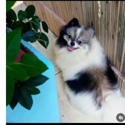 Lulu da Pomer�nia Spitz Alem�o macho particolor