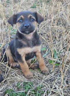 Filhotes De Cachorro Ador�vel Ado��o