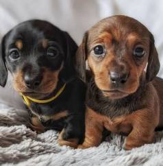 Basset Dachshund (salsicha) Pronta Entrega! Aceito Cart�o!