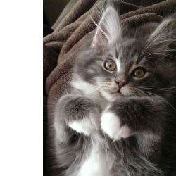 Maine coon