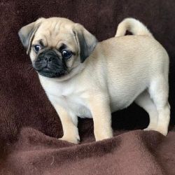 Cachorros Pug