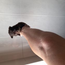 Chihuahua de bolso macho