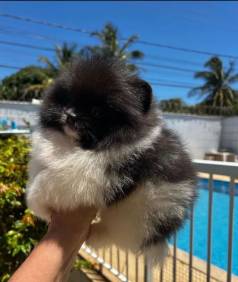 Lulu Da Polmerania -clique E Garanta Seu Filhote De Alto Padro