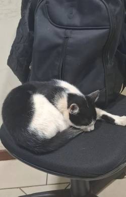 Gatinho Ador�vel Ado��o, Super D�cil.