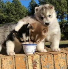 Filhotes De Husky Siberiano - Pelagem Exuberante