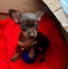 Pinscher 0 -seguro E Com Socializao Desde Cedo /pedigree Cbkc