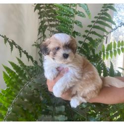 Shih tzu