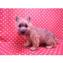 Vendo Cairn Terrier
