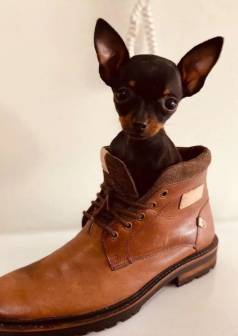 Pinscher 0 -excelente Gentica Do Padro - Ofertas Exclusivas