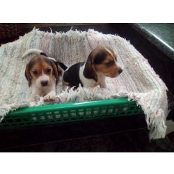 beagle criado em ambiente familiar disponvel para entrega imediata desparasitado vacinado pais  v