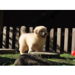 Golden Retriever Tajj Mahall Filhote Fmea Microchipada Curitiba Vacina Importada TOP