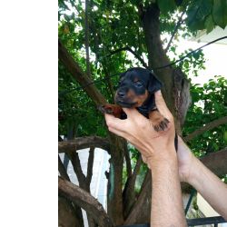 Jagd Terrier