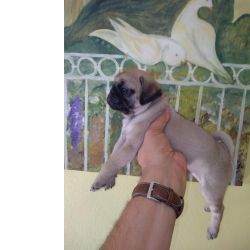 Pug Carlin Sublime