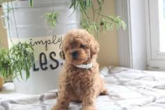 Poodle Toy Bola De Pelo, Entregamos Hoje Mesmo