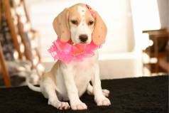 Beagle Femea Parcelamos