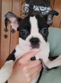 Boston Terrier Filhotes