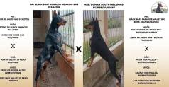 Lindos Filhotes De Doberman
