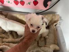 Chihuahua Macho Pelo Longo Ou Pelo Curto