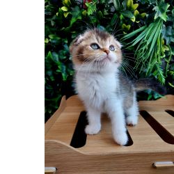 Gatinho scottish fold