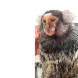 Sagui de tufo branco