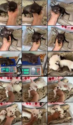 Chihuahua Macho Pelo Longo, Pelo Curto E Chocolate