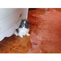 Spitz Alemo Ano e ou Lulu da Pomernia  FEMEA BRANCA E AZUL  LOP e AFIXO