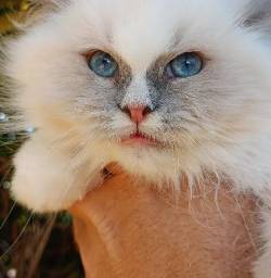 Filhote De Gato Ragdoll F�mea E Macho