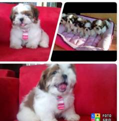 Shih Tzu Micro Promo��o Pedigree Cbkc