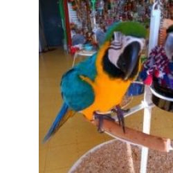 Arara ararauna azul e amarela bbes
