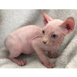 Gatinhos Sphynx disponveis