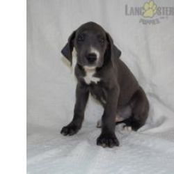 Cachorros Dogue Alem�o dispon�vel