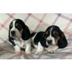Lindos cachorrinhos Basset Hound