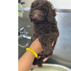 Ultimo Caniche Toy Chocolate Pronto entrega