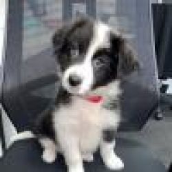 Cachorros Border Collie com lop