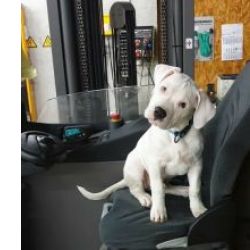 Lindos cachorrinhos Dogue Argentino