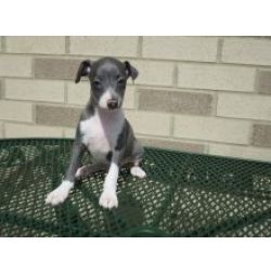 Cachorros Galgo Italiano