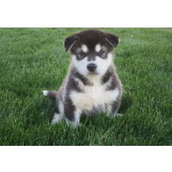 Excelente cachorros Malamute do Alaska