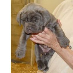 Maravilhosos Mastim Napolitano muito meigos