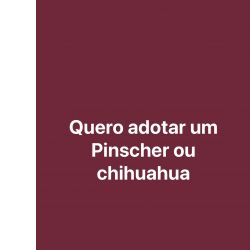 Quero adotar um pinsher ou chihuahua