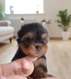 Yorkshire Mini Filhotes Aut�nticos.