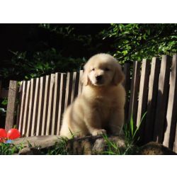 Imperdvel Golden Retriever Tajj Mahall Filhote Fmea Microchipada Curitiba Valor Muuuuito Reduzido