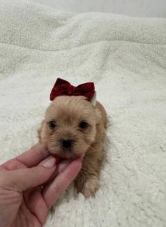 Yorkshire Golddust Fmea Linda